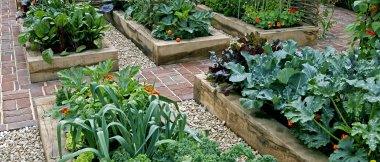 vegetable garden
