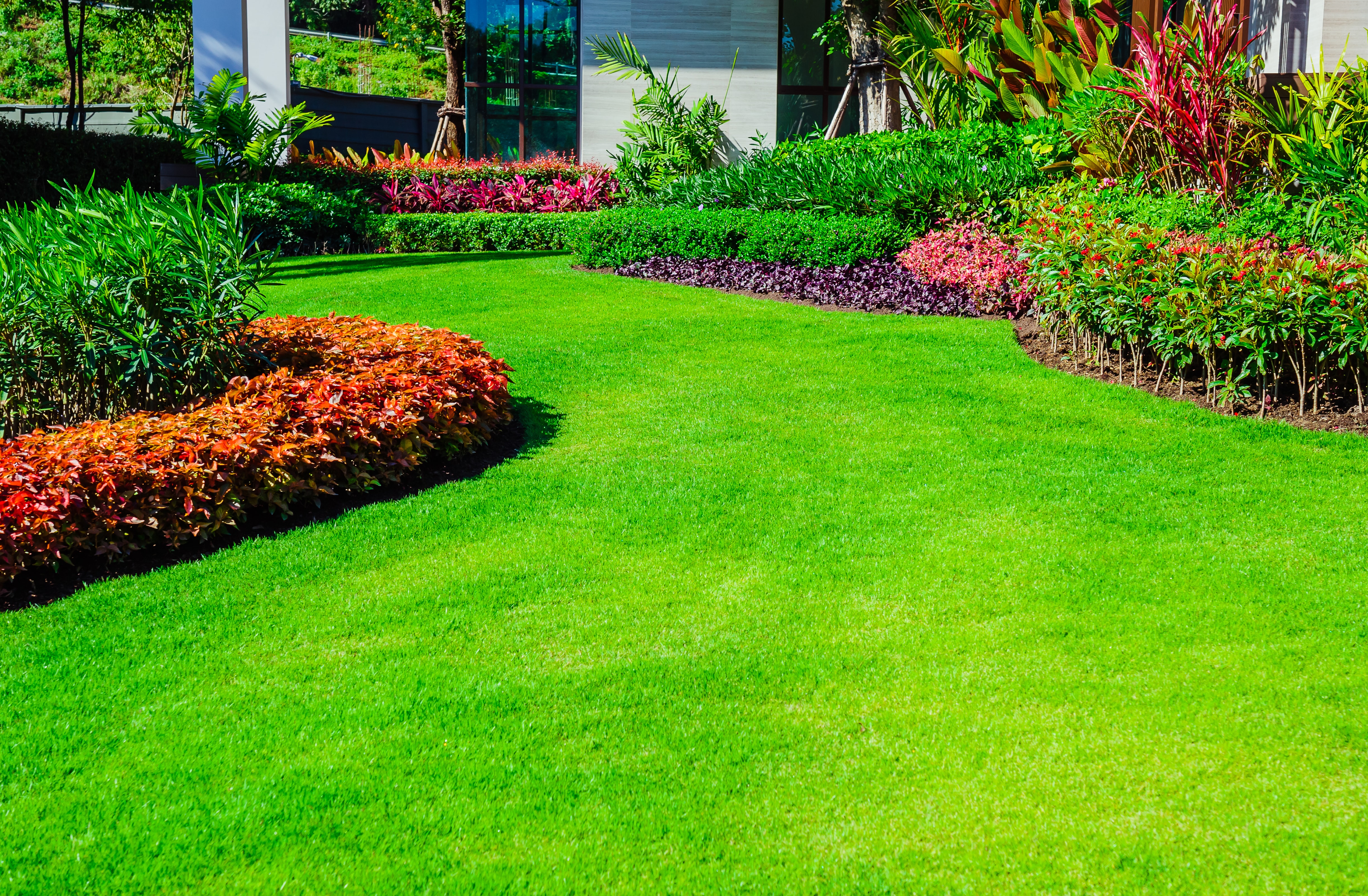 Types of lawn grass discount